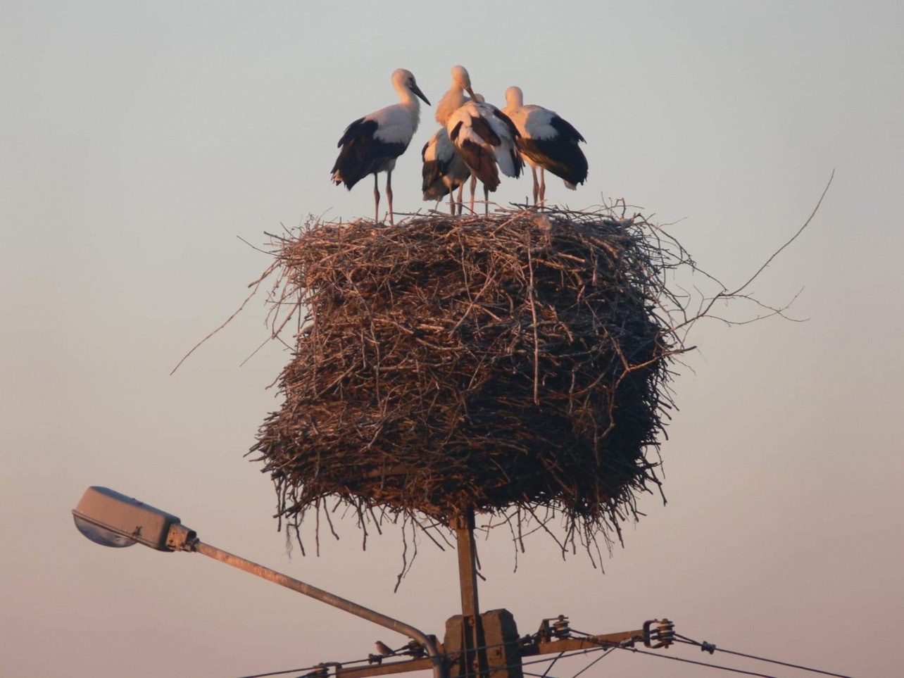 Gniazdo o wysokości 1,5m i wadze ponad 1 tony