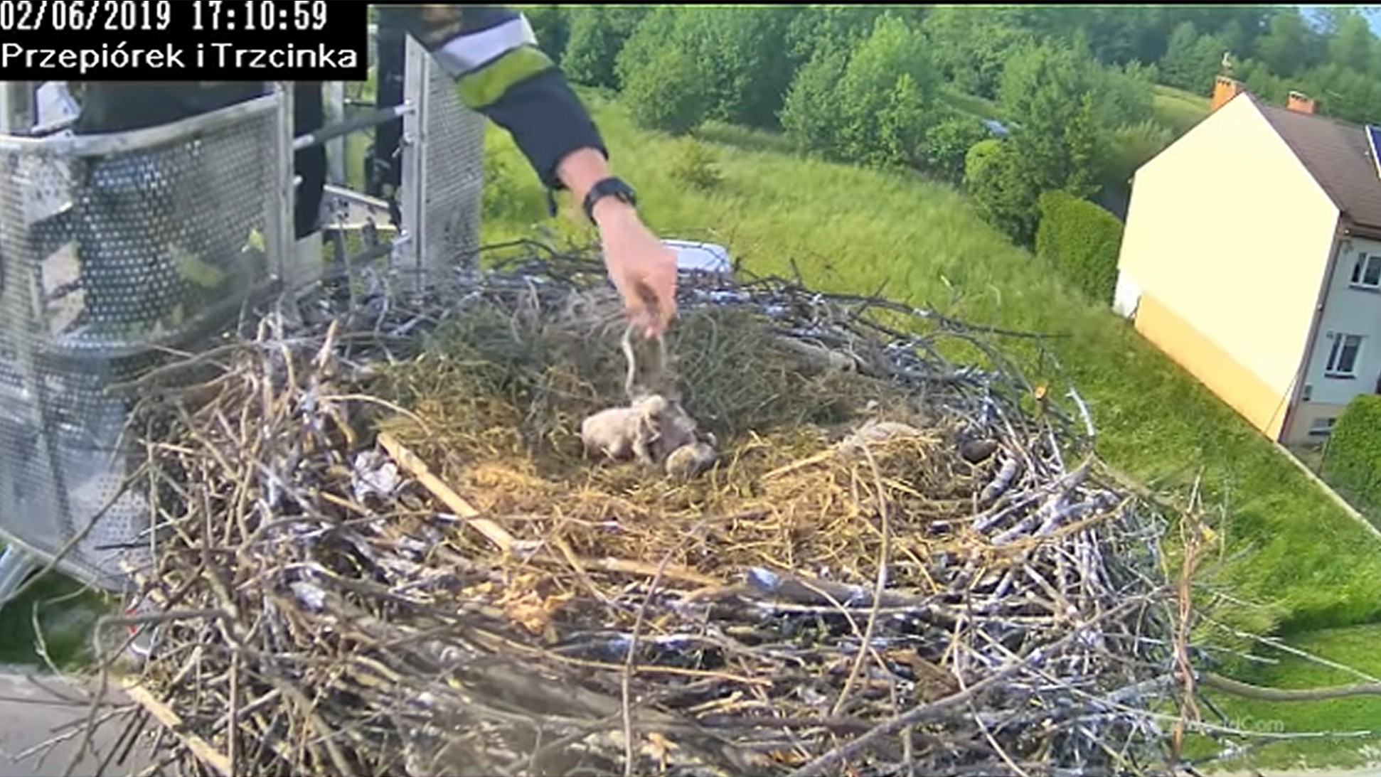 Akcja ratunkowa zaplątanego bocianka