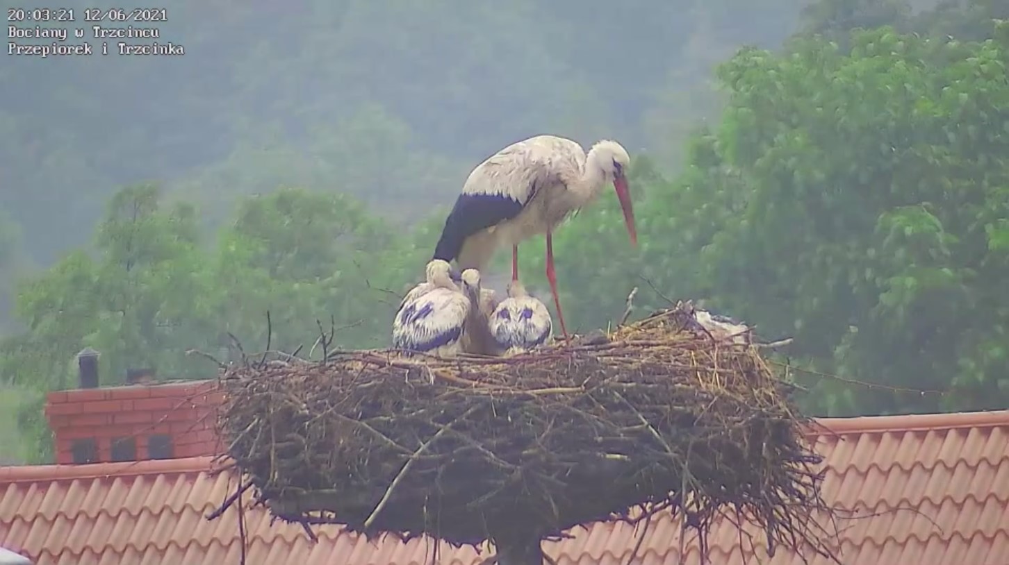 Widok na bociany z nowej kamery